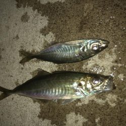 恒例の青物からアジング